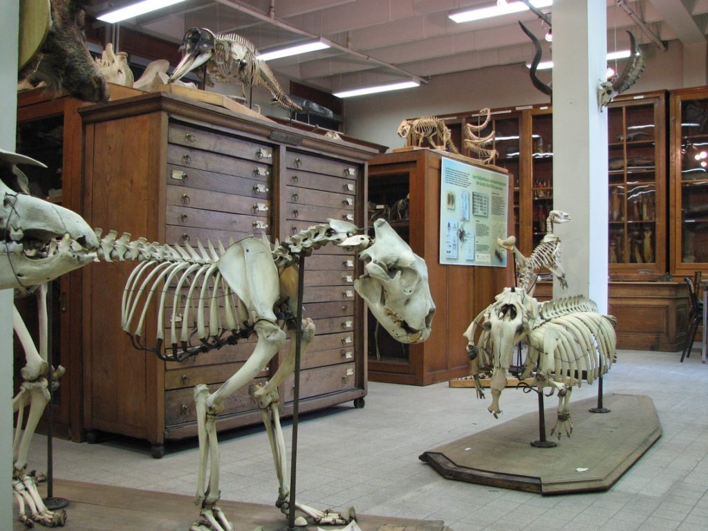 Vue générale des collections de zoologie