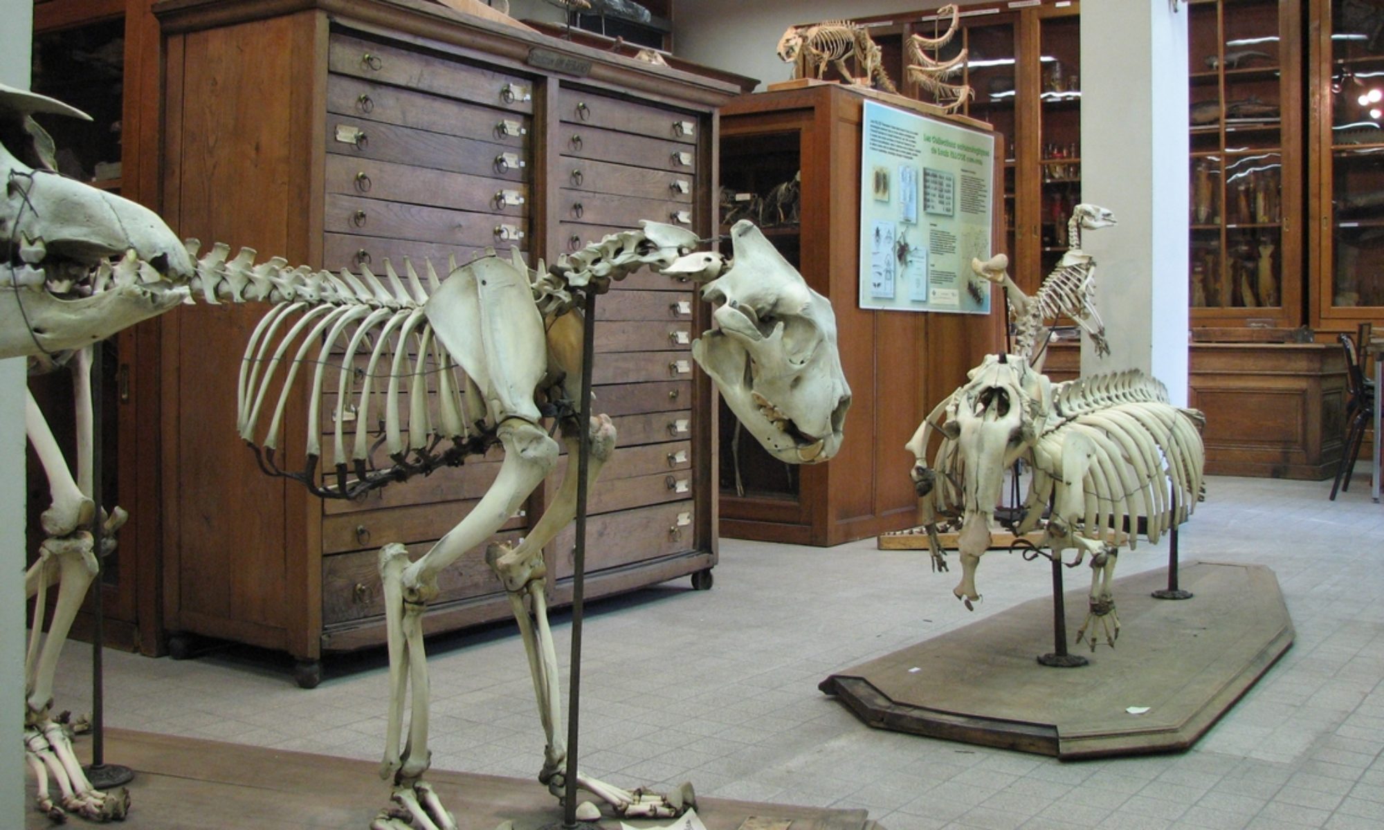 Vue générale des collections de zoologie