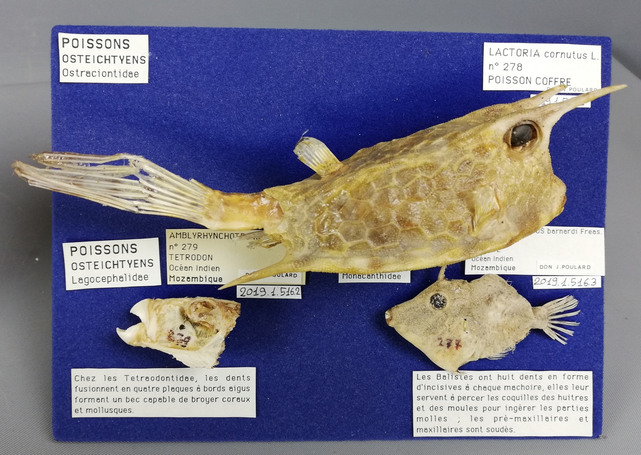 Spécimen de la collection Jean Poulard